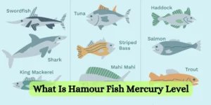 What Is Hamour Fish Mercury Level