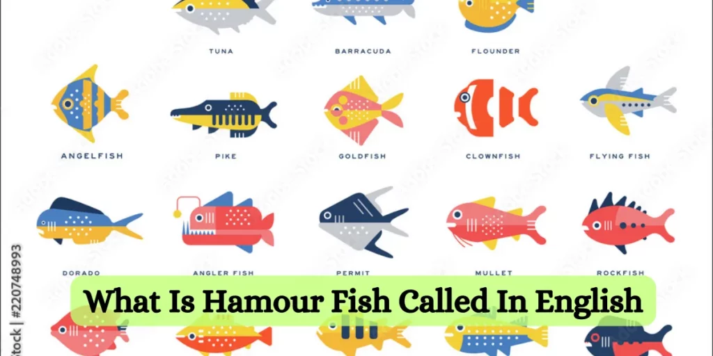 What Is Hamour Fish Called In English