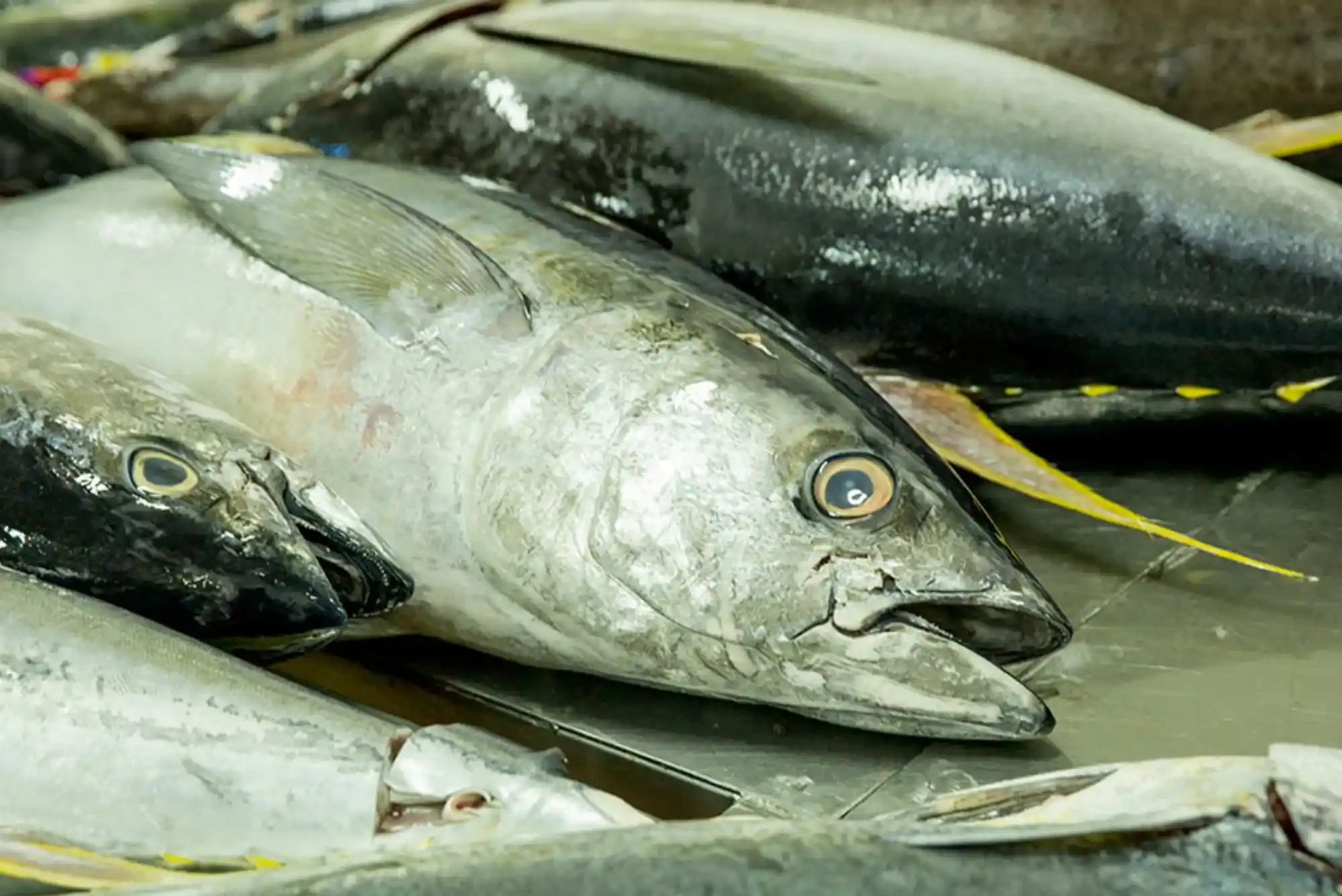 Best Tuna Fish Suppliers in Dubai 2025 Fresh & Trusted Source