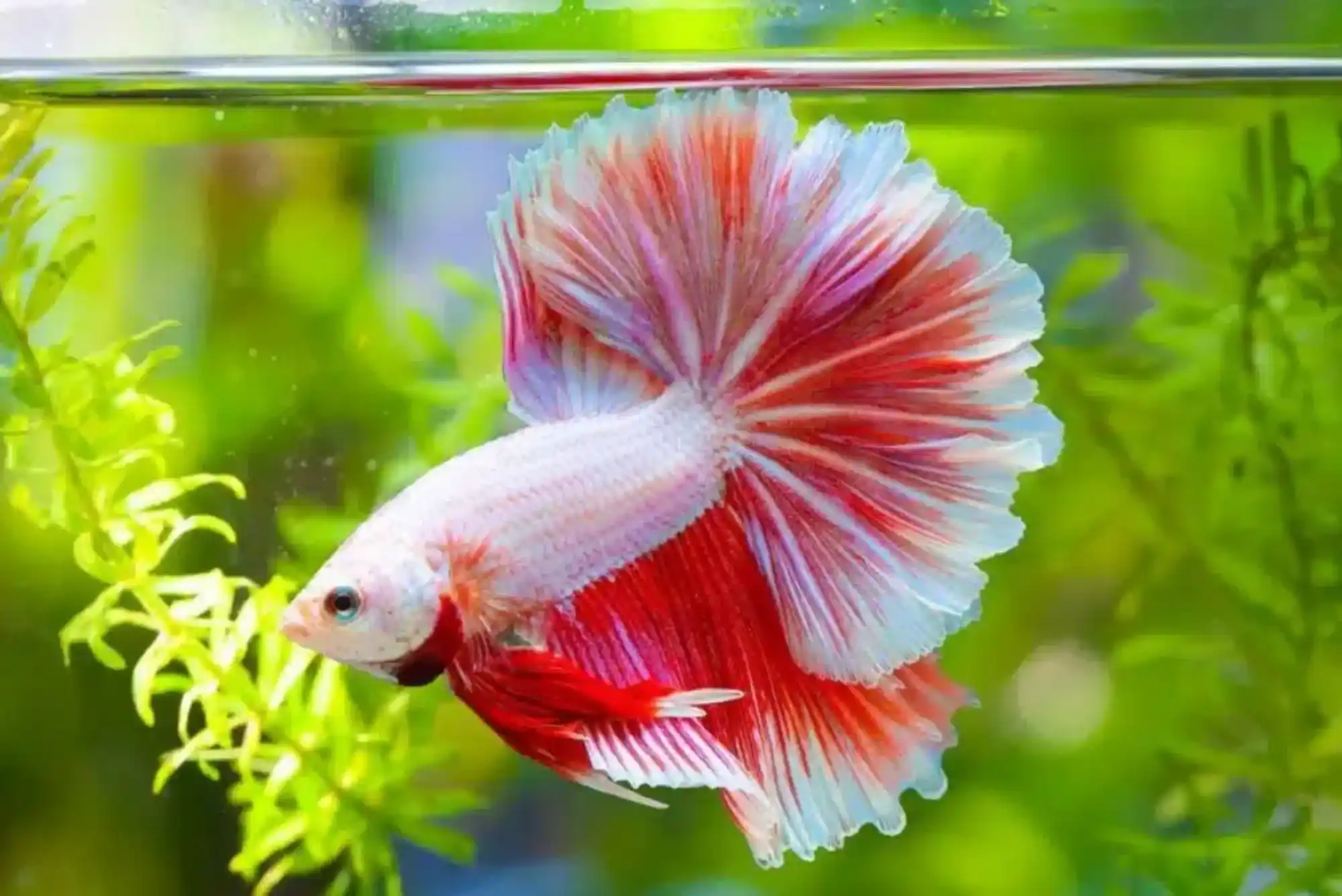 Pros and Cons of Buying Koi in Dubai – A Complete Guide