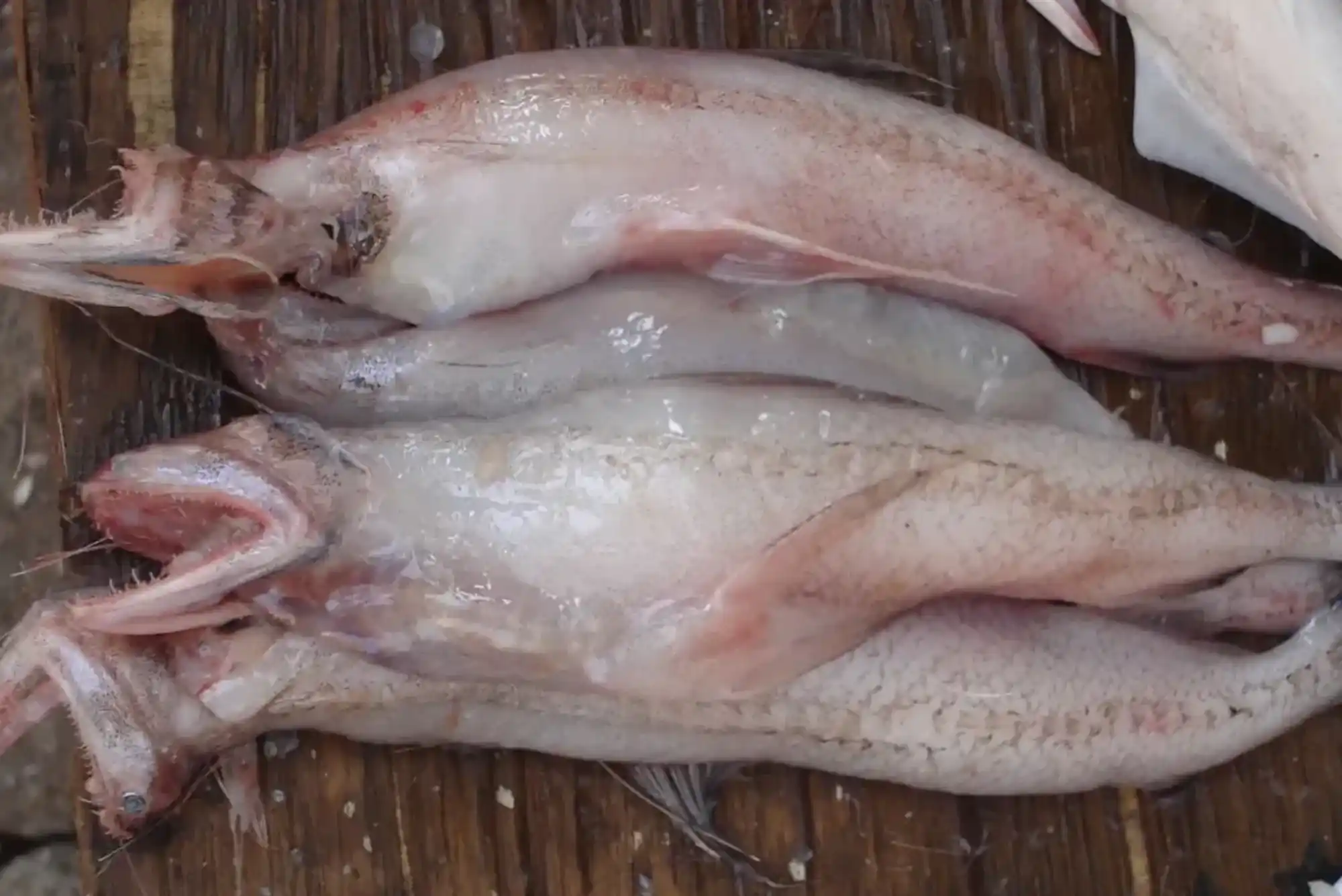 10 Must-Know Tips Before Buying Bombay Duch Fish in Dubai