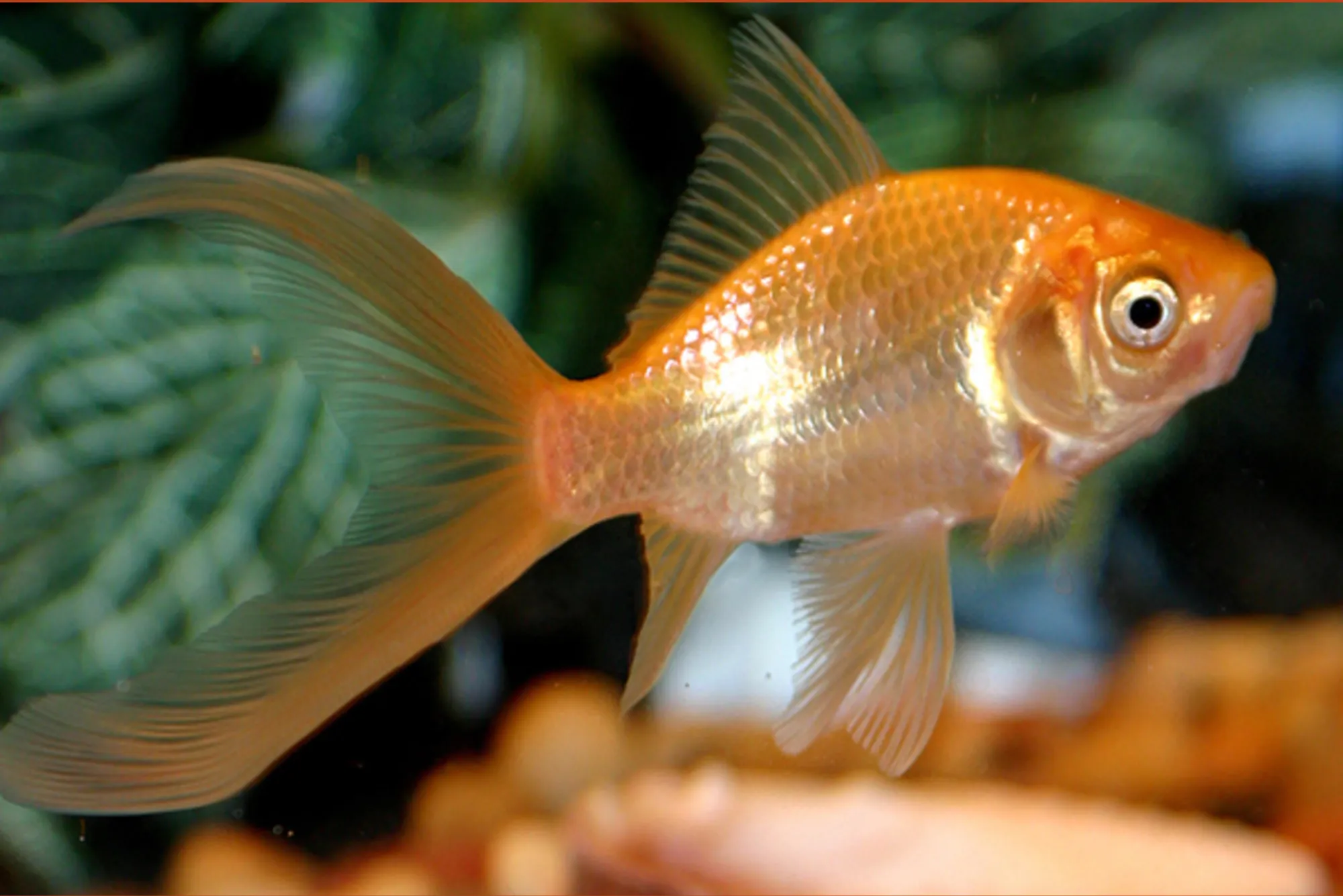 Betta Fish Dubai Guide for Beginners: Types, Costs & Tips